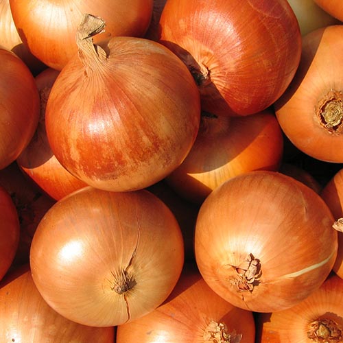 Onion